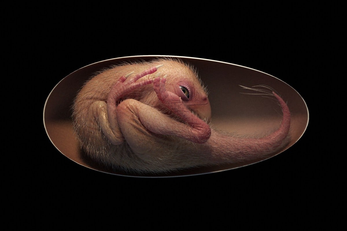 This image shows what the dinosaur embryo might have looked like inside its egg. Photo: AFP