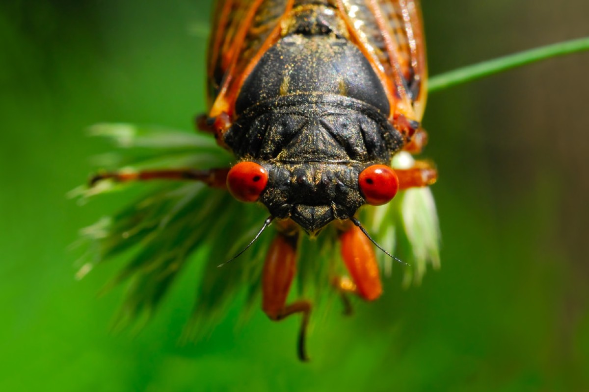 The cicadas of Brood X emerged from their decade-plus-long dirt nap in May. Photo: Shutterstock