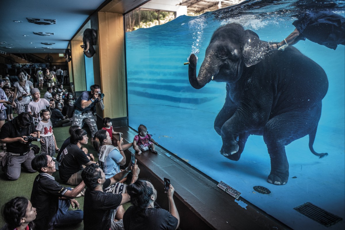 Just taking a swim, no big deal. Photo: Adam Oswell