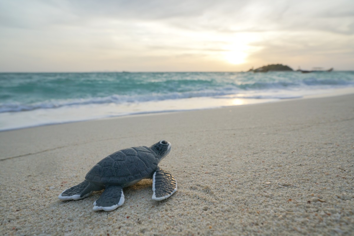 It’s home sweet home for turtles in Thailand. Photo: Shutterstock