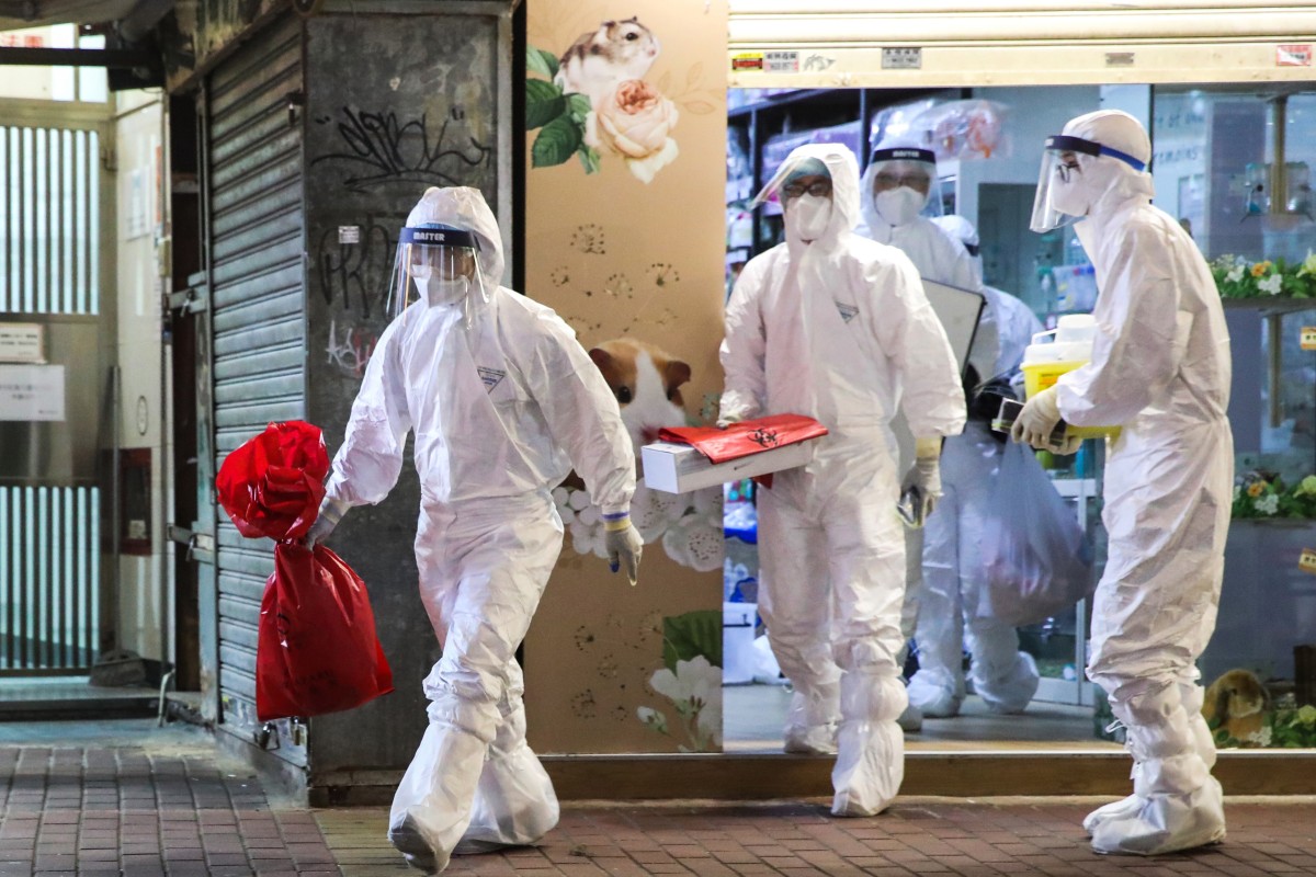 Staff of the Agriculture, Fisheries and Conservation Department take away hamsters at Little Boss in Causeway Bay. Photo: Edmond So