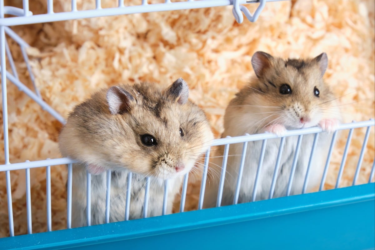 I used to have two Syrian hamsters in the same cage, but one of
