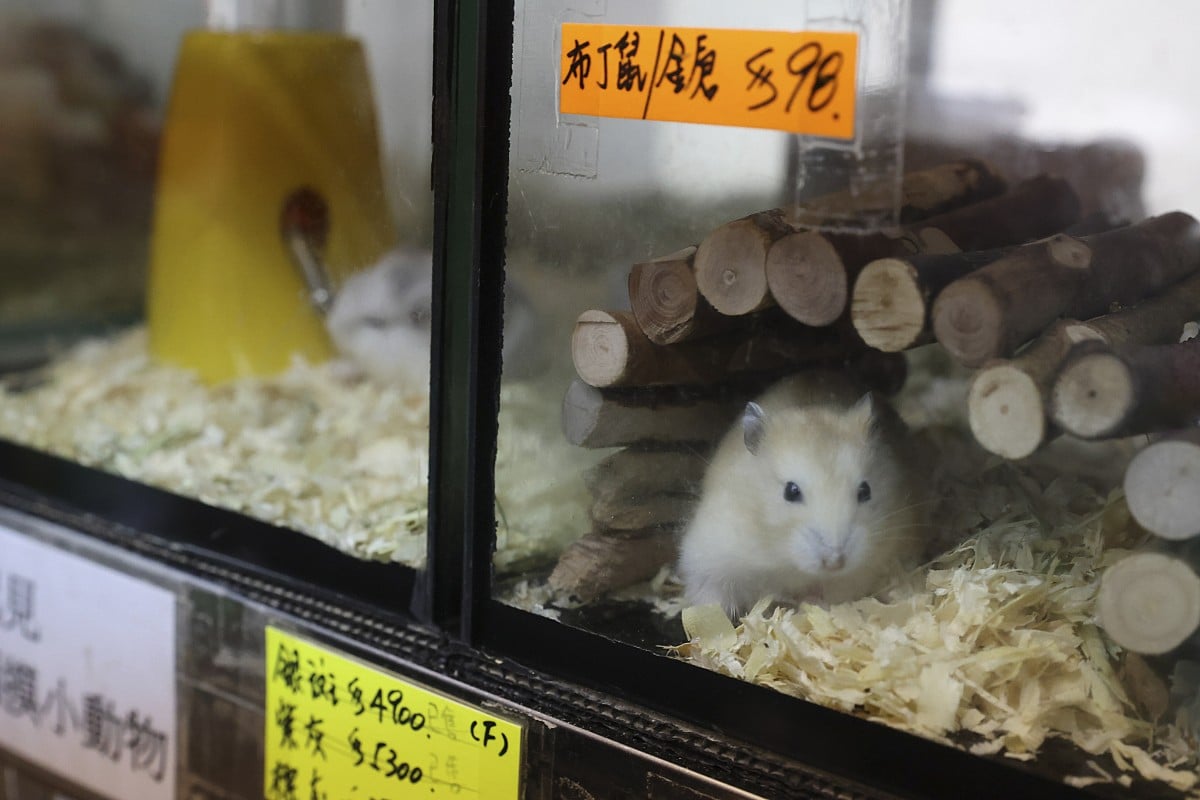 Stores that best sale sell hamsters