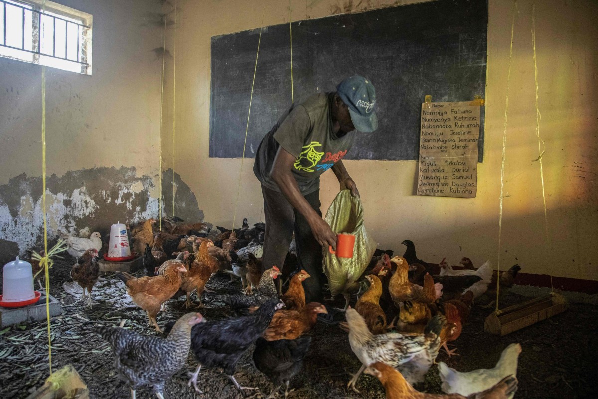 In this photo taken on January 10, 2022, Musa Kalema, former headteacher at Cream Nursery and Primary school, tends to his chickens in a former classroom following an almost two-year closure of learning institutions by the government as a measure to curb the spread of Covid-19 in Kampala, Uganda. Photo: AFP