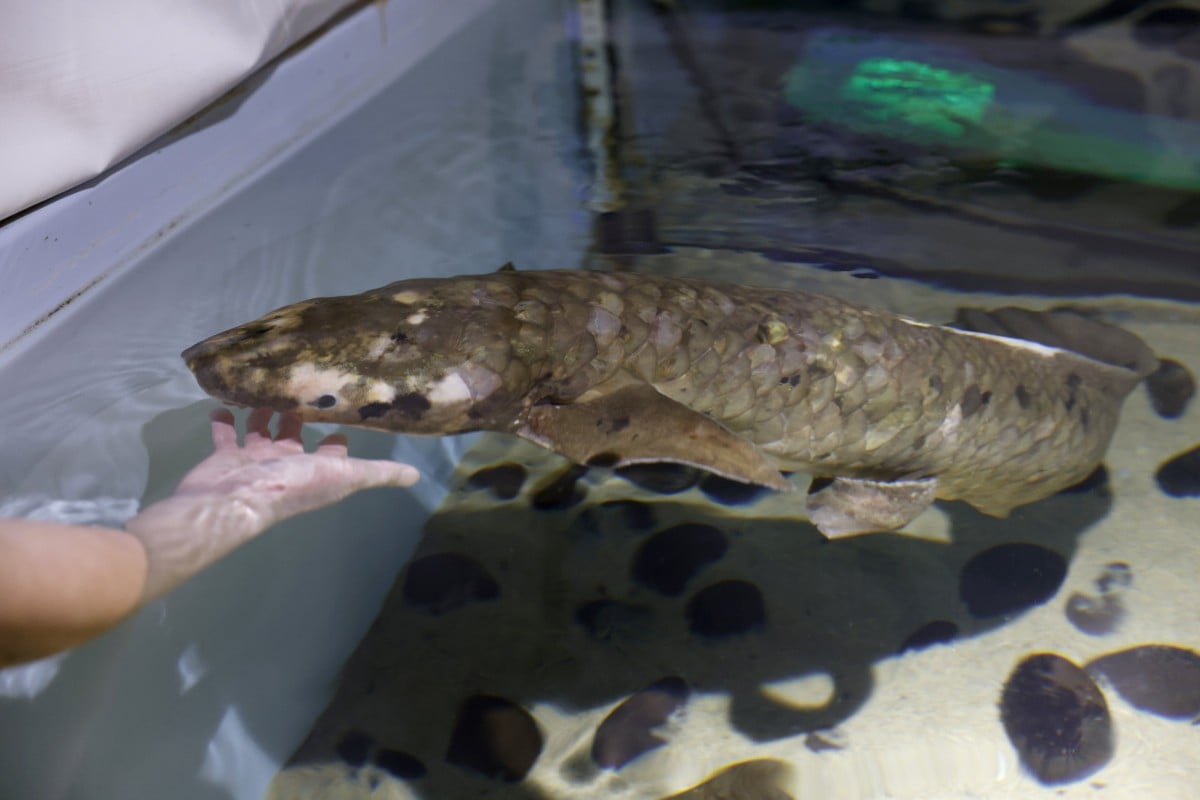 Senior Biologist Allan Jan feeds Methuselah, a 90-year-old plus Australian lungfish who lives at the Steinhart Aquarium at the California Academy of Sciences in San Francisco. Photo: EPA