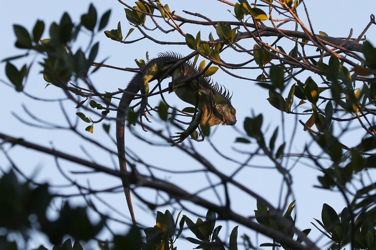 An iguana lies draped on a tree limb as it waits for the sunrise in Florida. Photo: AP