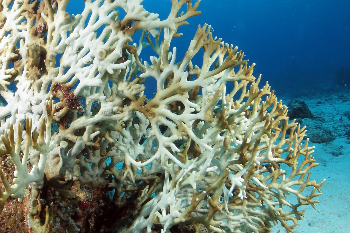 Scientists say no reefs will be spared the impact of climate change at 2 degrees Celsius of global warming. Photo: Shutterstock
