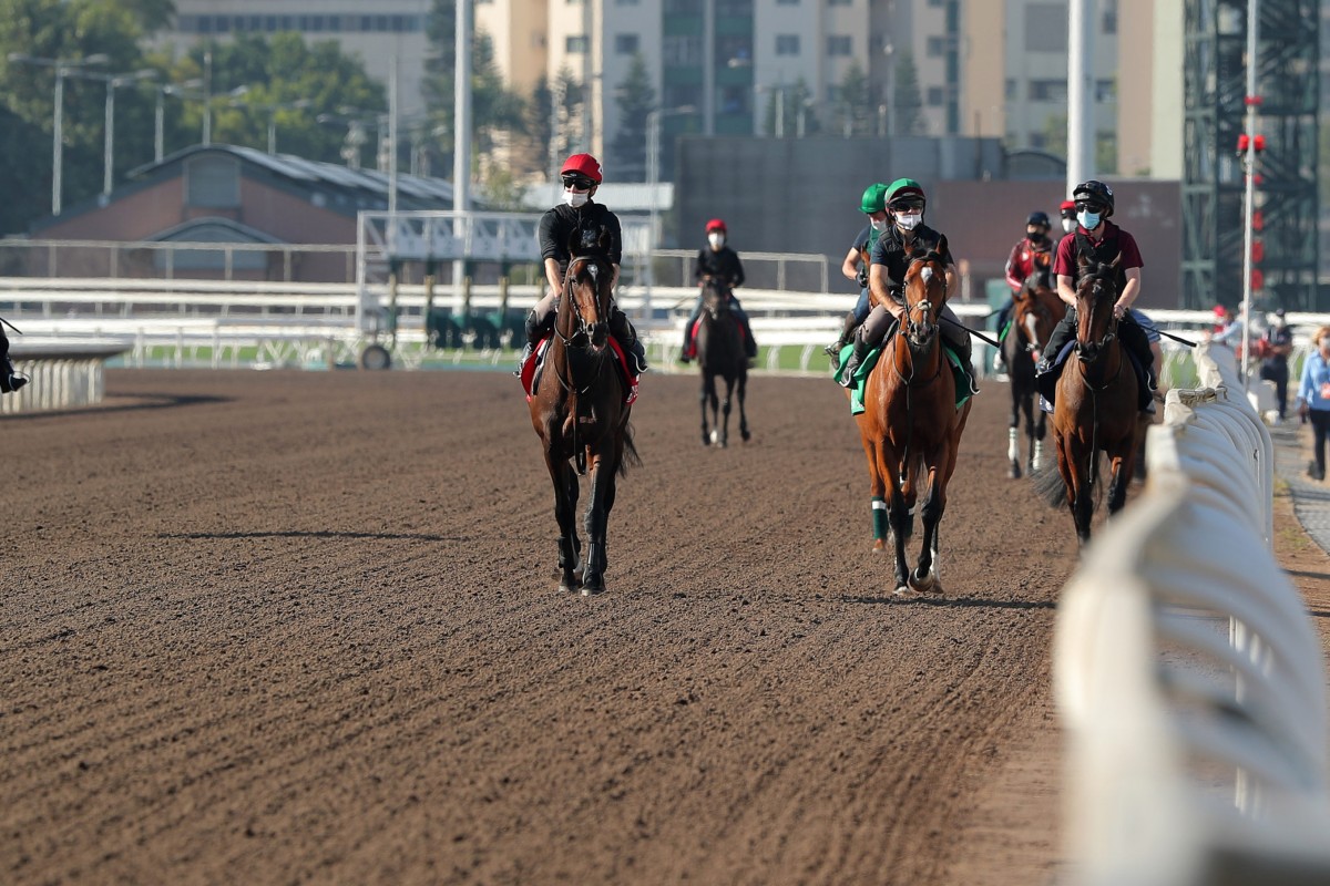 Horses at Sha Tin trackwork. Photos: Kenneth Chan