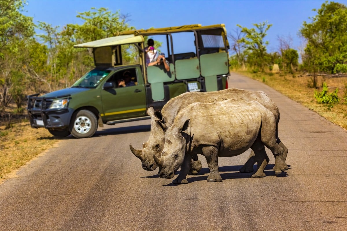 A ranger watching over white rhinos at the Kruger National Park, South Africa. Photo: Shutterstock