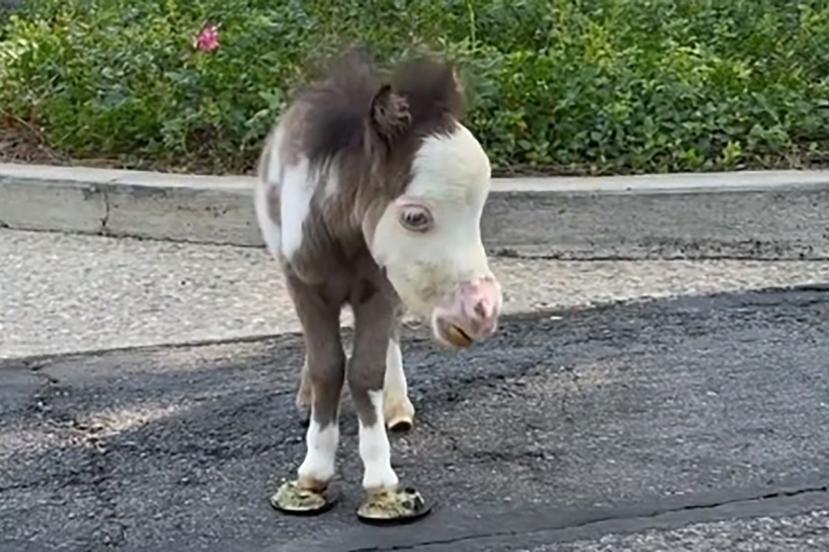 The celebrity mini-horse which passed away in September continues to uplift and inspire others after a recently posted video of him went viral. Photo: @faithfulminis/Instagram