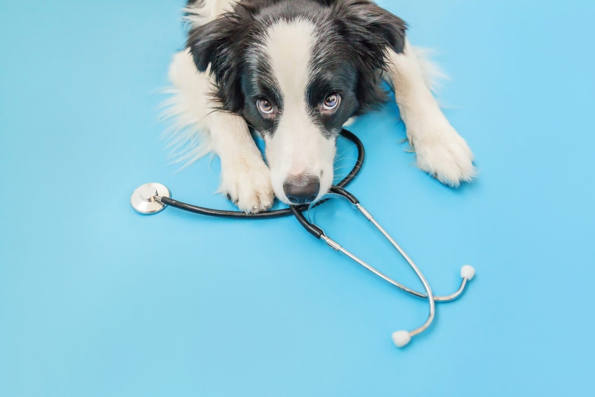 The dog is the nurse actually, and he would appreciate some respect. Photo: Shutterstock
