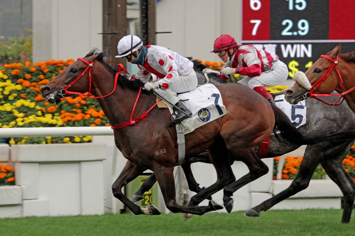 Looking Great under Matthew Chadwick wins over 2,000m at Sha Tin on his last start. Photo: HKJC