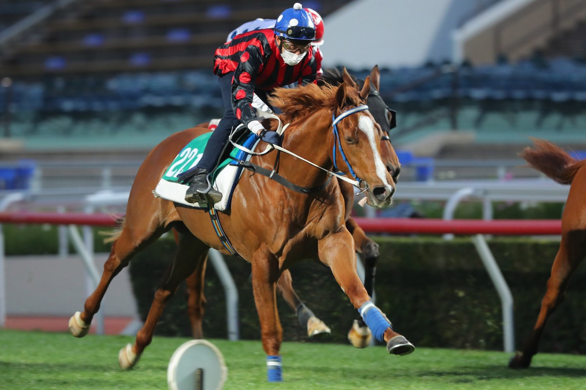 Star European juvenile Atomic Force trials over 1,000m at Sha Tin. Photo: Kenneth Chan