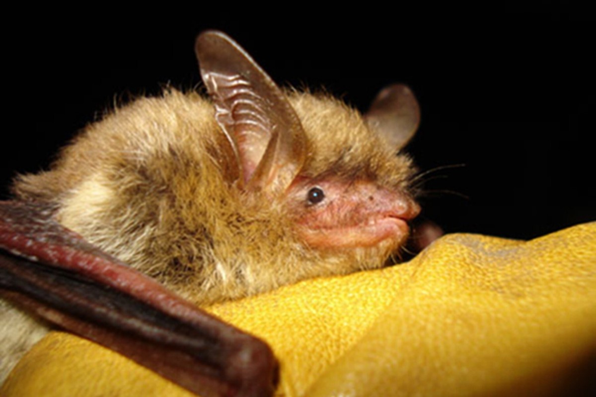 FILE - This undated file photo provided by the Wisconsin Department of Natural Resources shows a northern long-eared bat. The U.S. Fish and Wildlife Service is proposing to list it as endangered. Officials say its population has fallen sharply because of a fungal disease called white-nose syndrome, which has spread across nearly 80% of the species’ range. (Wisconsin Department of Natural Resources via AP, File)
