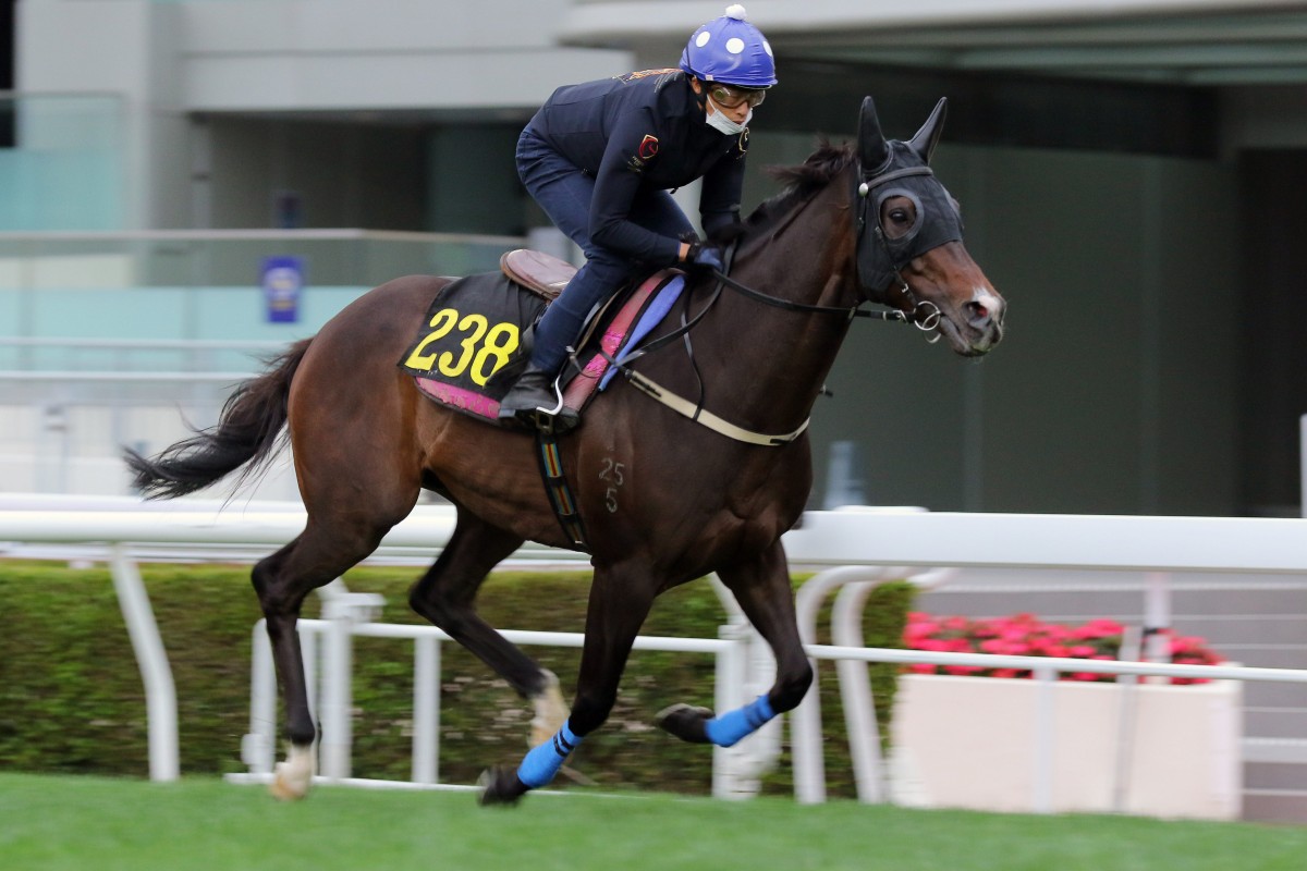 Golden Sixty gallops under Vincent Ho this week. Photo: Kenneth Chan