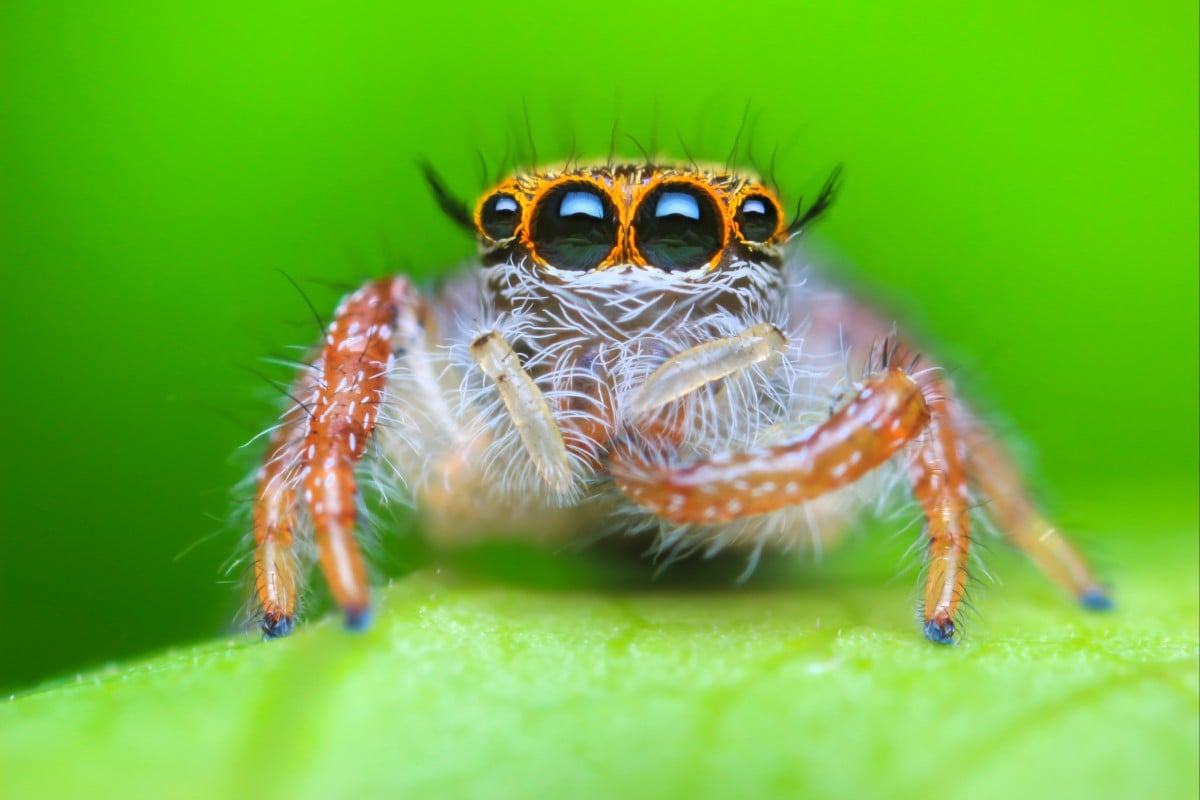 Jumping spiders are the largest family of spiders in the world, and are found on every continent except for Antarctica. Photo: Shutterstock