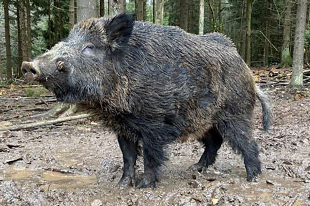 The pure-bred boar formerly known as Putin is now named Eberhofer. Photo: Facebook