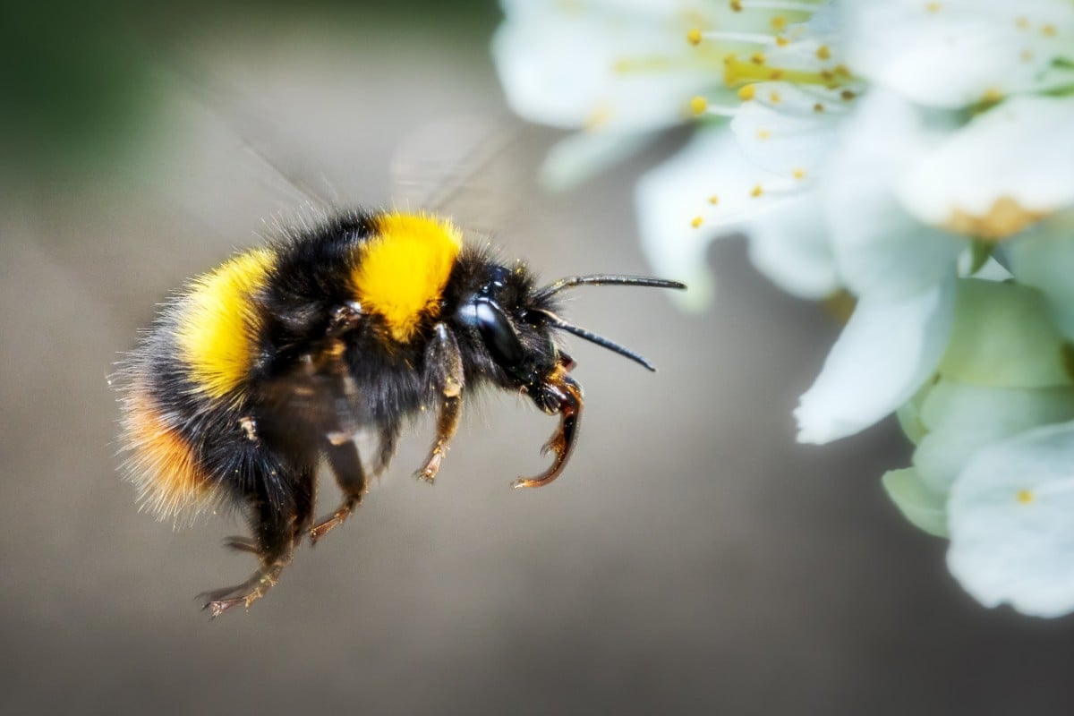 Researchers believe the number of bumblebees, mason bees and leafcutters will fall as temperatures rise. Photo: Shutterstock