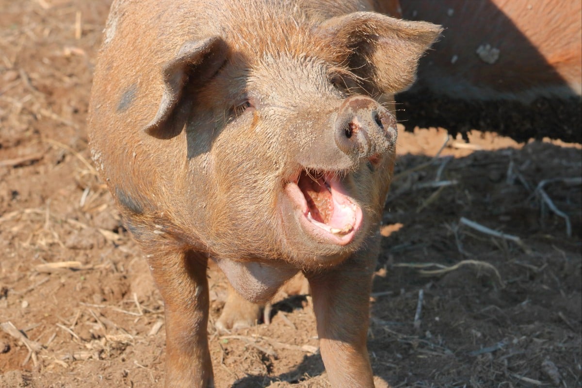 Positive feelings are expressed in short grunts while longer sounds mean unhappiness. Photo: Shutterstock
