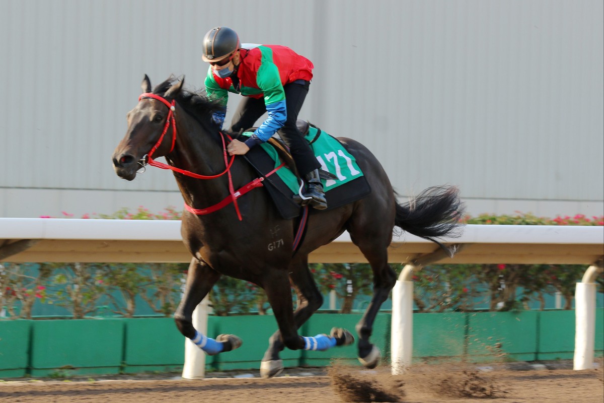 Money Catcher works out at Sha Tin under regular rider Derek Leung Ka-chun. Photo: Kenneth Chan