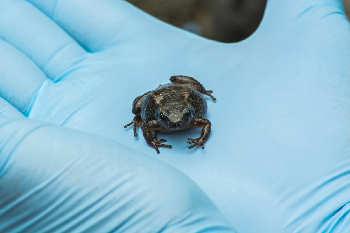 Please don’t croak: Biologists aim to save critically endangered