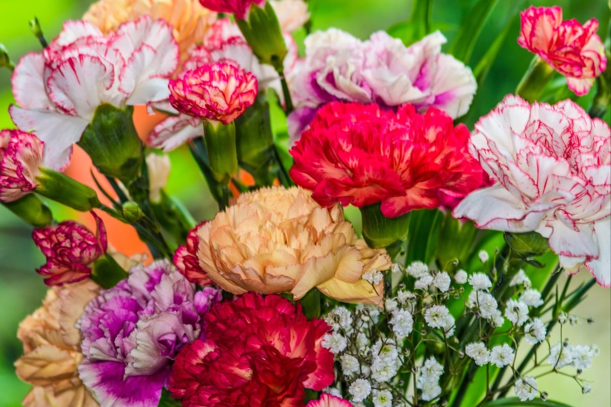 Anna Jarvis was responsible for establishing the modern Mother’s Day, and carnations became tied to the celebration because they were her mother’s favourite flower. Photo: Shutterstock
