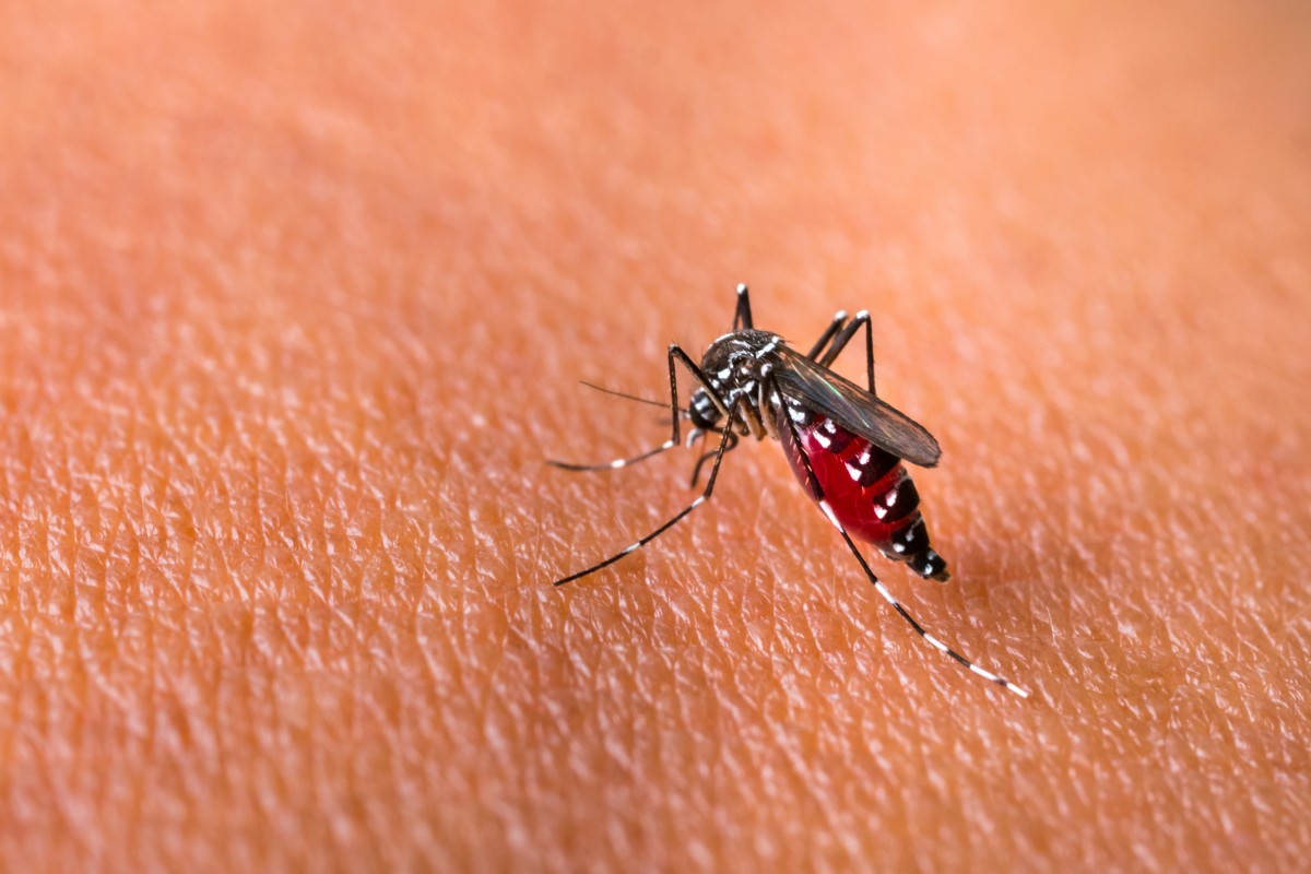 Malaria’s name was coined in 1718 from the Italian mala and aria, meaning “bad air”. Photo: Shutterstock