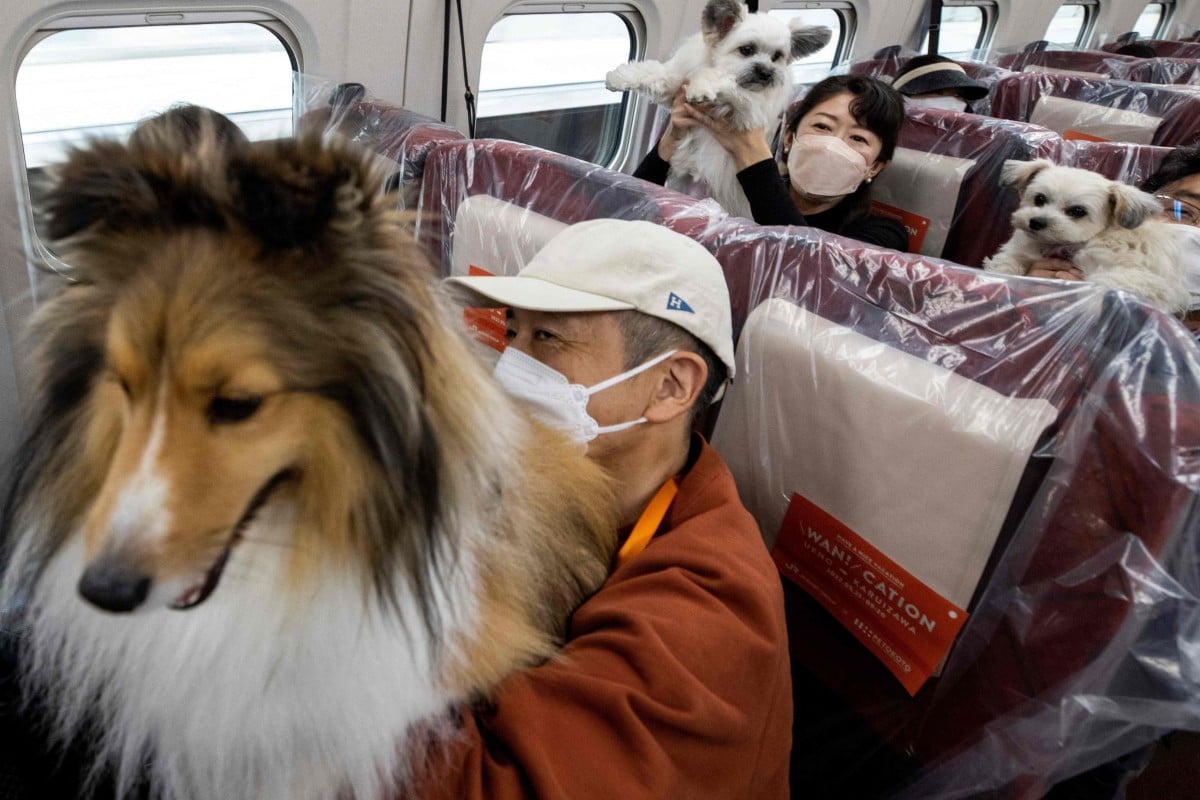 On Japan’s bullet trains, dogs usually have to travel in a carrier, but on Saturday they were allowed to stretch their paws and enjoy the scenery on a special pet-friendly express. Photo: AFP