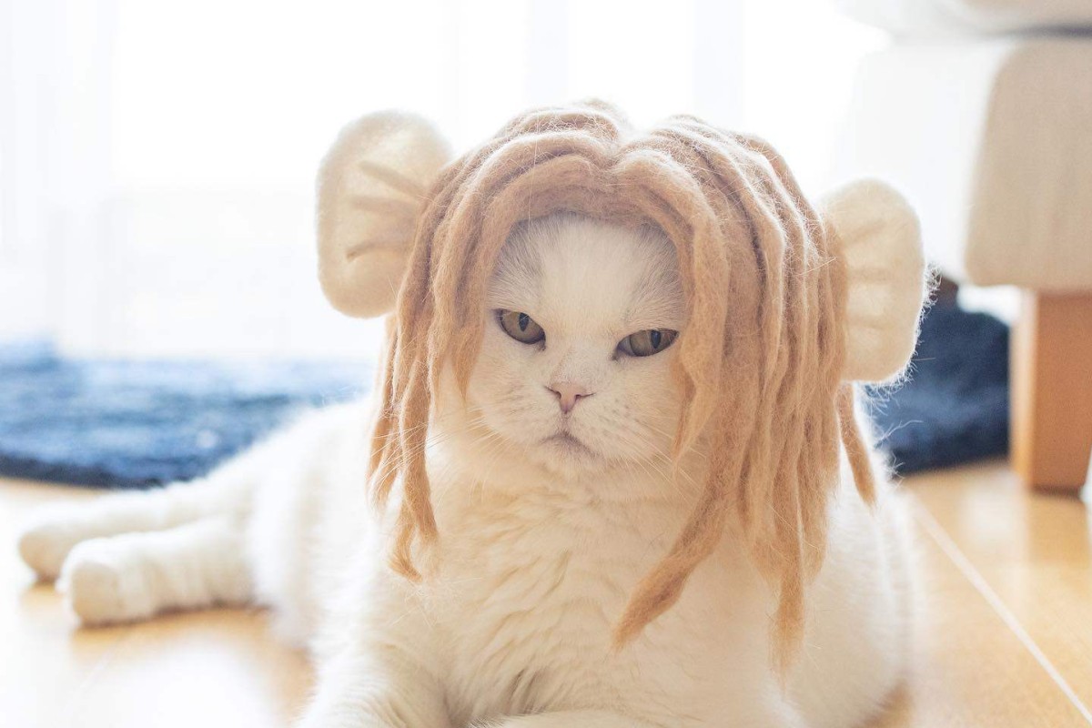 It s been a long week so check out these photos of cats in hats