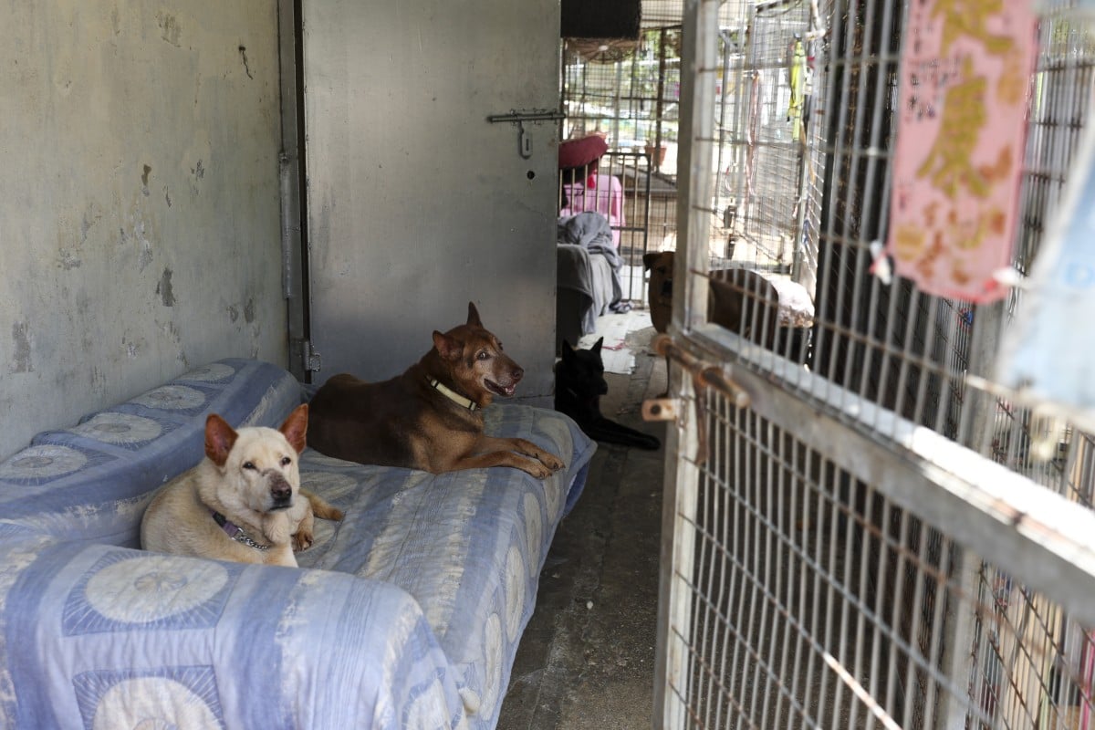 Your Voice: Why you should think carefully before buying a pet; how commercial space travel has evolved (long letters) - YP | South China Morning Post Your Voice: Why you should think carefully before buying a pet; how commercial space travel has evolved (long letters) - YP | South China Morning Post