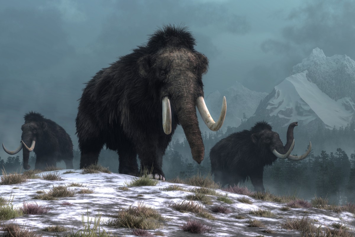 Woolly mammoths roamed the Earth until about 10,000 years ago. Illustration: Shutterstock