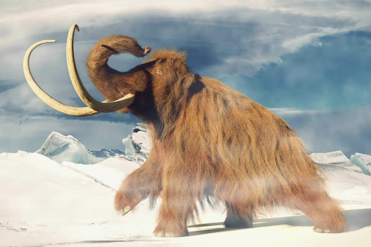 Woolly mammoths roamed North America more than 30,000 years ago alongside wild horses, cave lions and giant steppe bison. Photo: Shutterstock