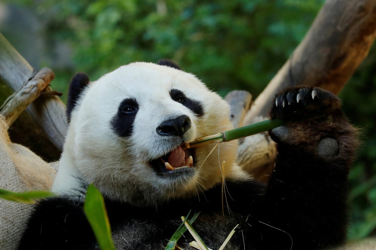 Giant panda’s false thumb developed at least six million years ago, new ...