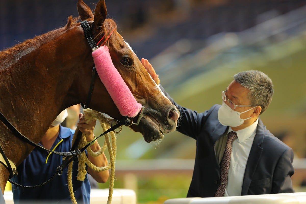 Francis Lui gives a well-deserved pat to Stoltz after his latest win at Happy Valley. Photo: Kenneth Chan