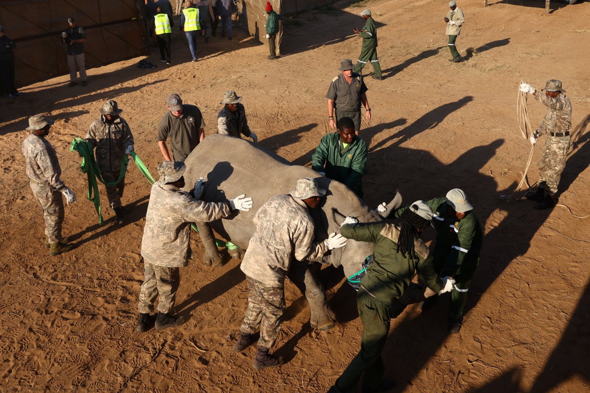 Workers guide a tranquillised rhino to a container so they can relocate him to Mozambique from South Africa. Photo: Reuters