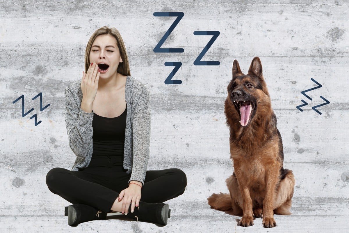 Here are some amazing scientific discoveries about the involuntary reflex, including why your pet yawns after you. Photo: Shutterstock