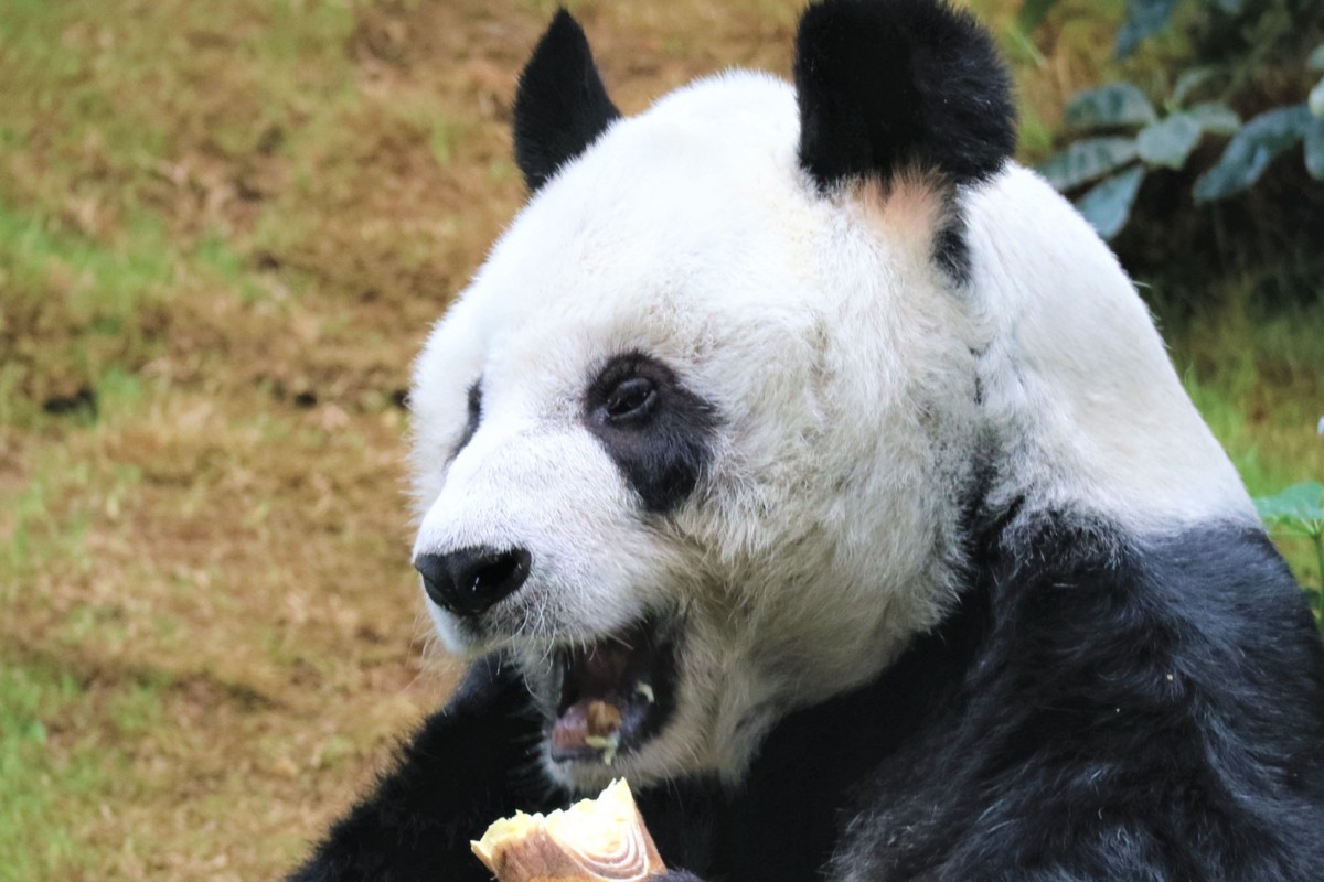 A Facebook photo of An An at Ocean Park, the world’s oldest male giant panda under human care. Photo: Handout