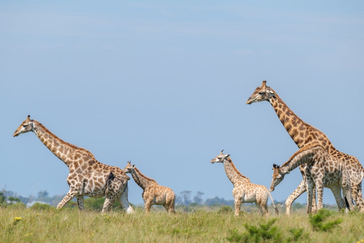 There have only been a small number of twin giraffe births documented across the world. Photo: Shutterstock