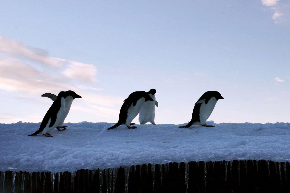 According to a new study, a group of birds related to albatrosses developed a whole suite of features that turned them into water-loving penguins more than 60 million years ago. Photo: Reuters