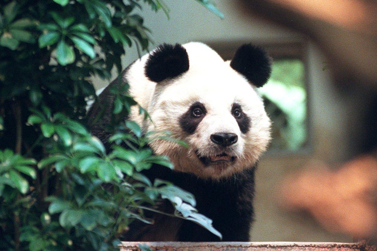 An An in 1999 at Ocean Park, the year the animal arrived in Hong Kong from China. Photo: Martin Chan