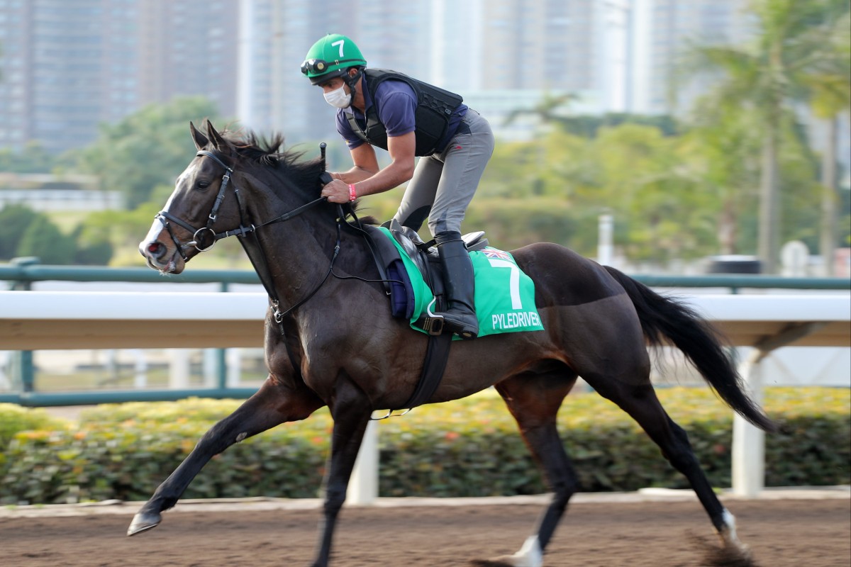 Pyledriver is the outsider of the field in this year’s King George at Ascot. Photo: Kenneth Chan