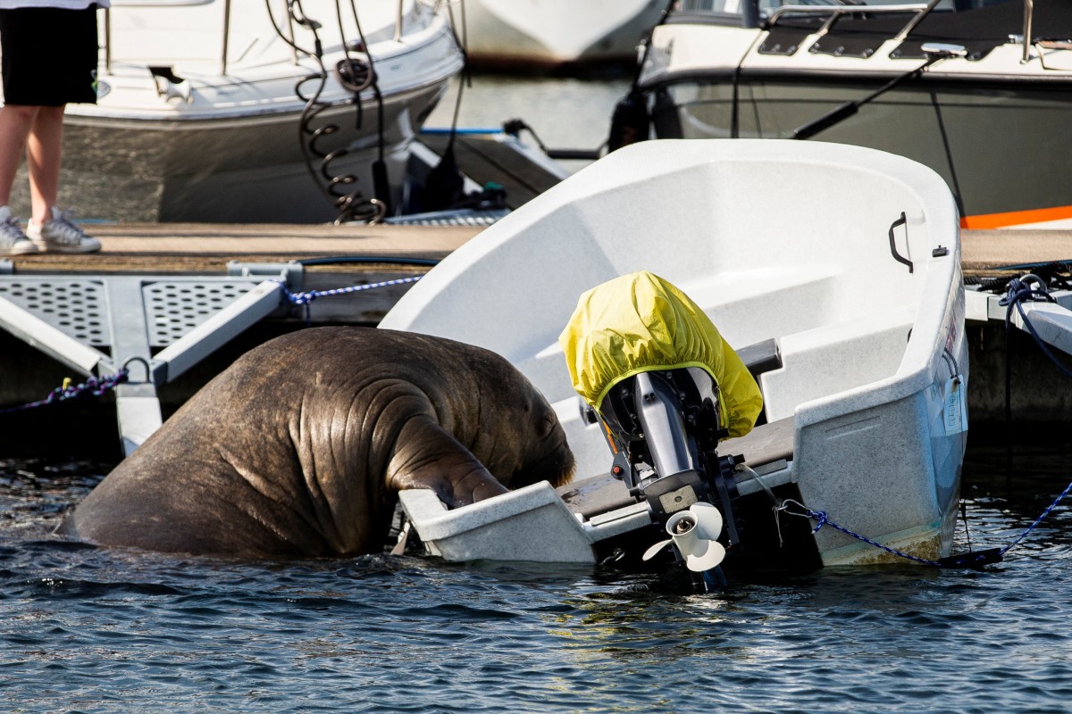 Freya clambers aboard a boat in Frognerkilen bay, in Oslo, Norway. Photo: NTB via Reuters