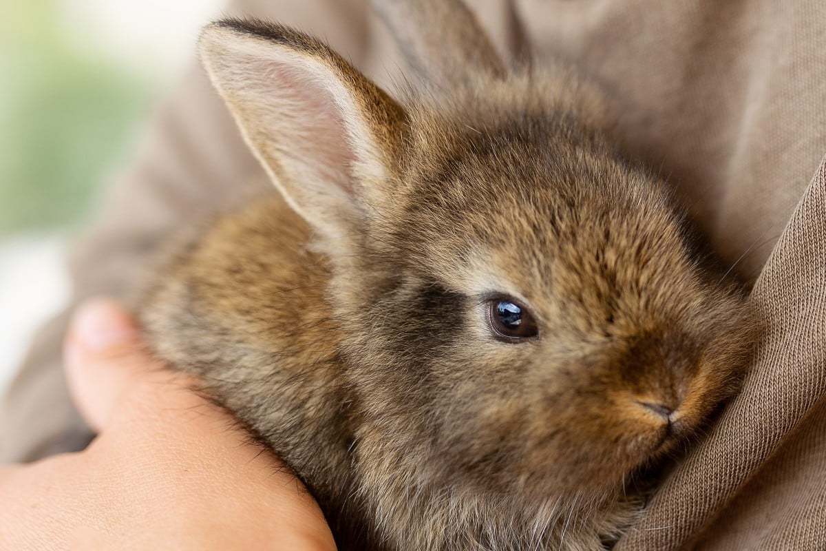 Pet rabbit store