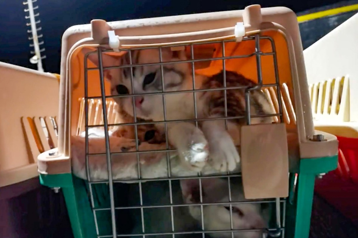 It was the third smuggling case involving kittens and puppies being shipped into Hong Kong from the mainland this year. Photo: Handout