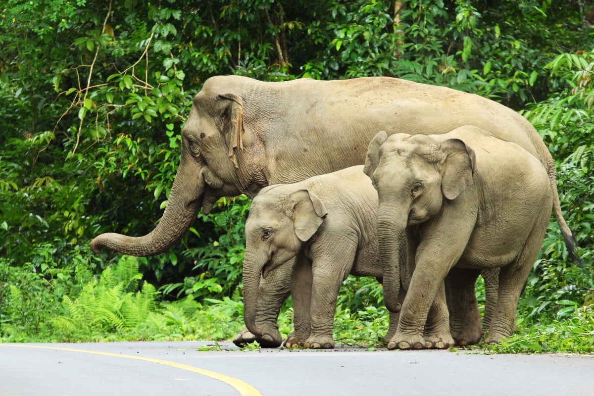 Authorities responding to reports of Asian elephants on a road stumbled upon a group of five people trying to make an illegal border crossing. Photo: Shutterstock