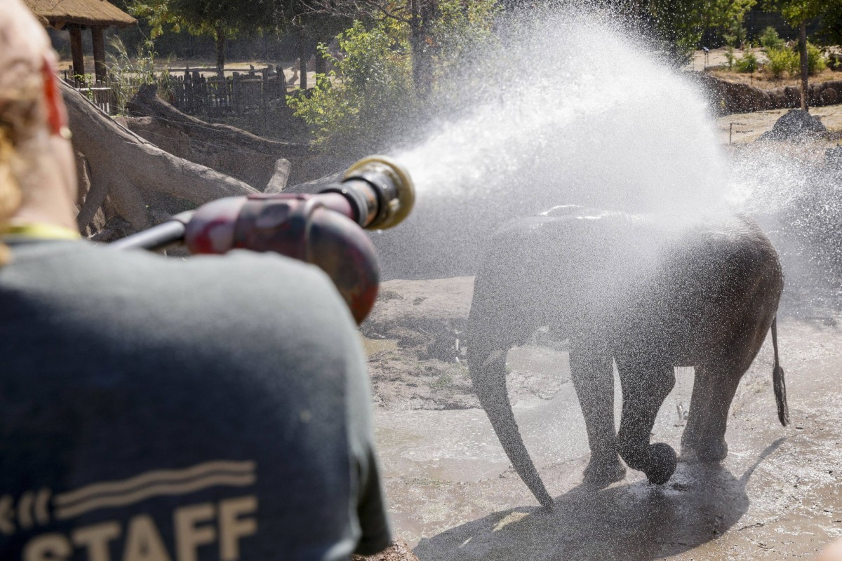 Staff at Dallas Zoo, Texas, spraying an elephant with a water cannon to help it stay cool during the summer month. Photo: TNS
