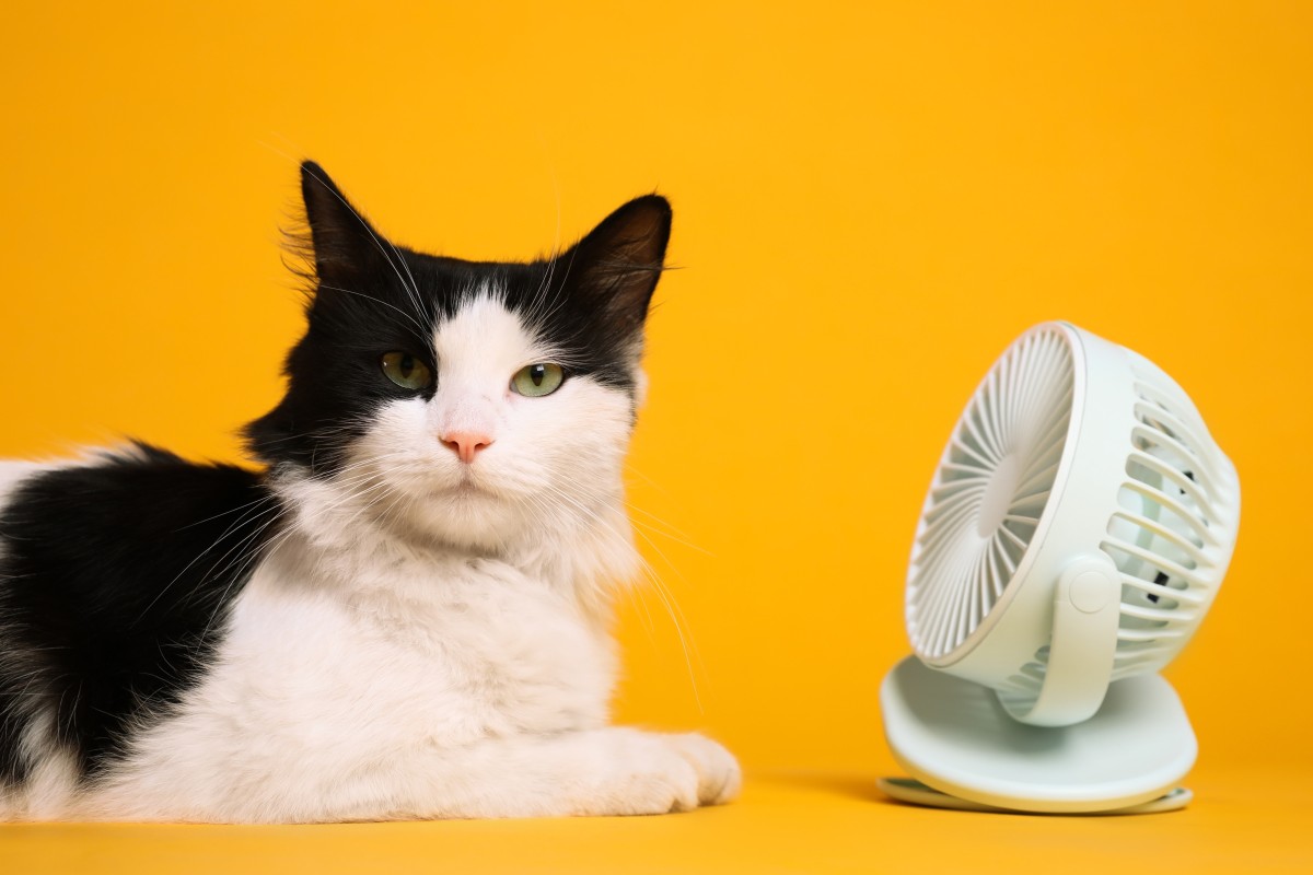 Our pets are also feeling the heat this summer – here’s how you can help them stay cool. Photo: Shutterstock