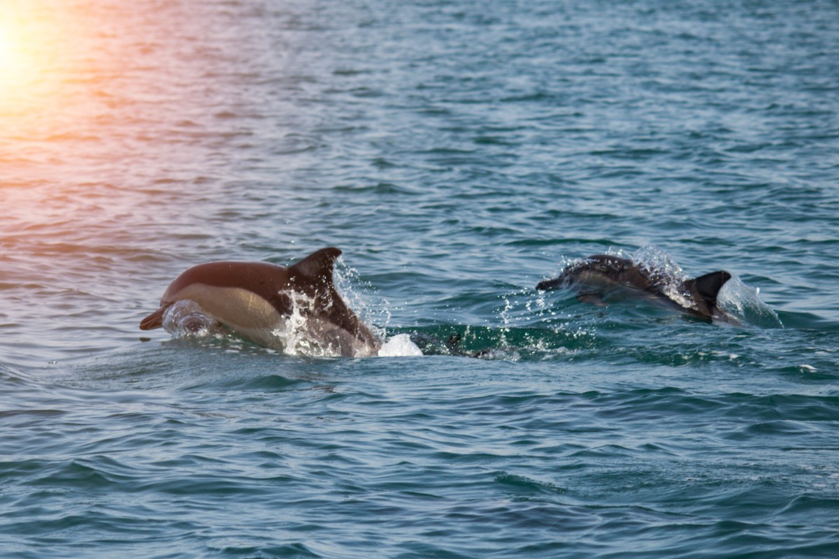 A flock of wild dolphins swims in the Black Sea. Russia’s invasion of Ukraine has killed many of the dolphins. Photo: Shutterstock