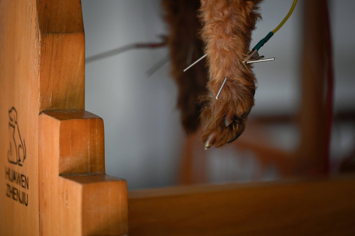 This picture taken on April 12, 2022 shows a dog receiving acupuncture treatment at an animal clinic in Beijing. Photo: AFP