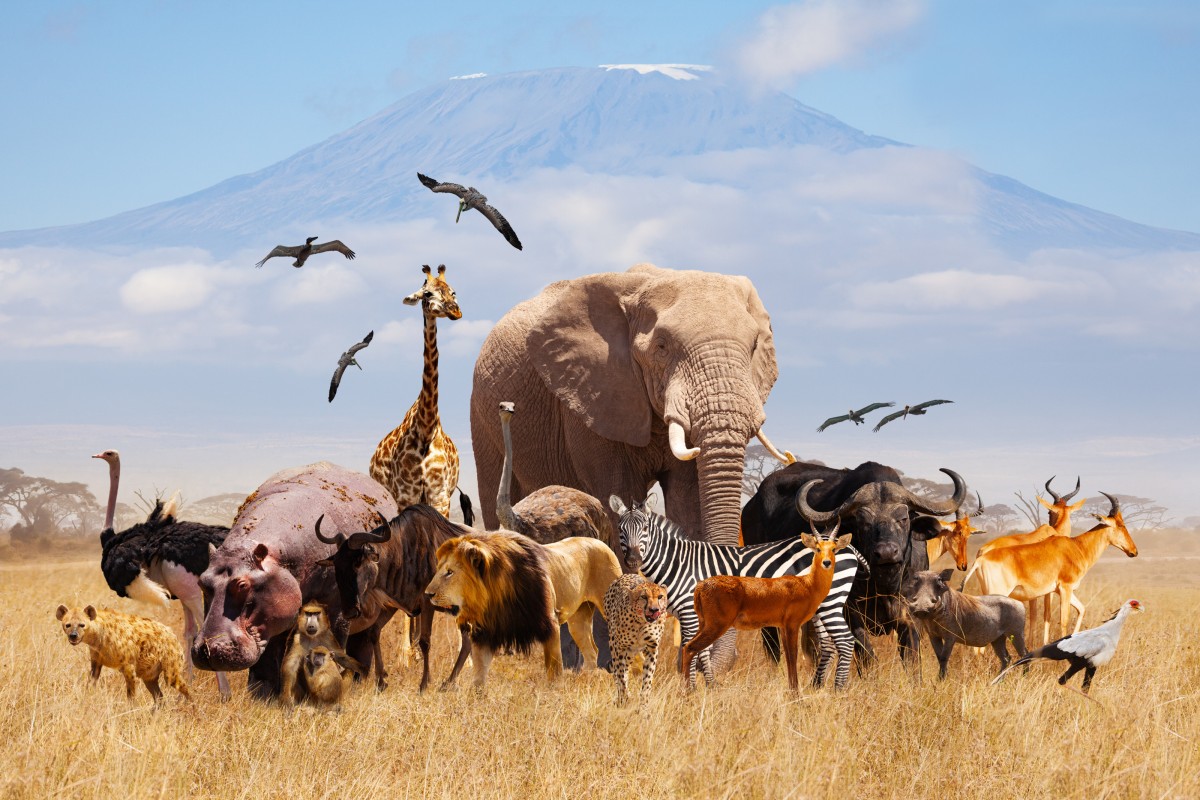 From birds that can soar through the sky to hippos that can make their own sunscreen, animals have an endless range of useful abilities. Illustration: Shutterstock
